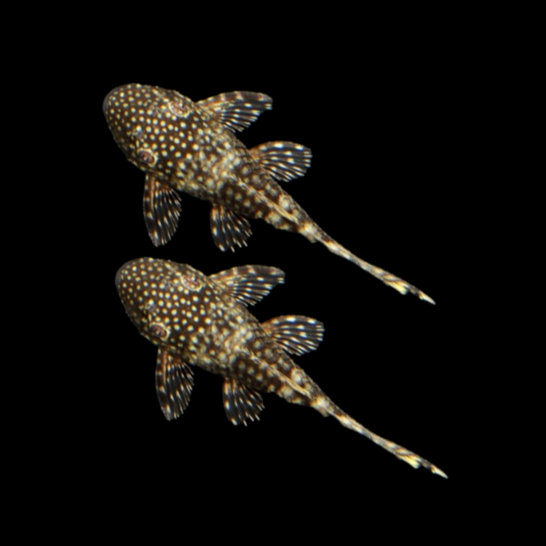 Bushy Nose Pleco Breeding Pair