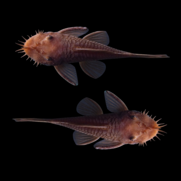 Rusty Red Bushy Nose Pleco Breeding Pair