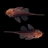 Rusty Red Bushy Nose Pleco Breeding Pair