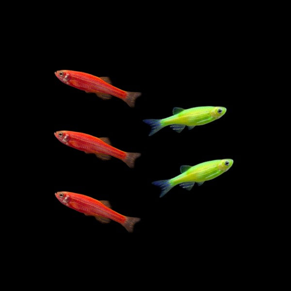 GloFish® Christmas Danio Set 