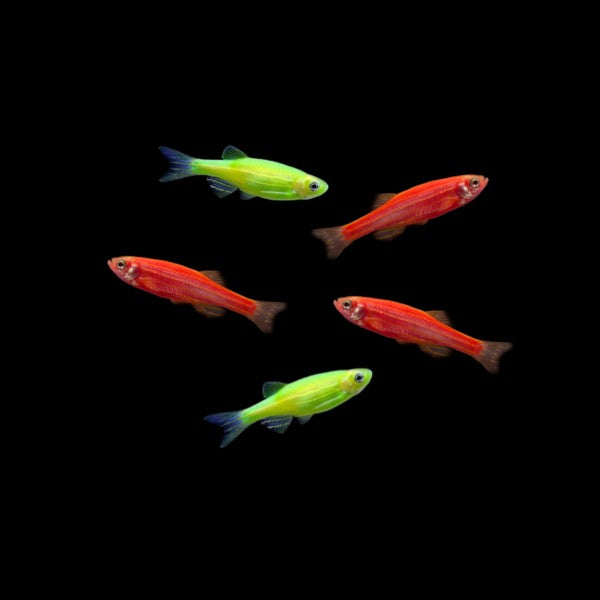 GloFish® Christmas Danio Set Red