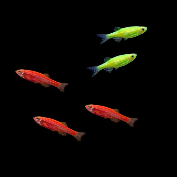 GloFish® Christmas Danio Set Away