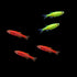 GloFish® Christmas Danio Set Away