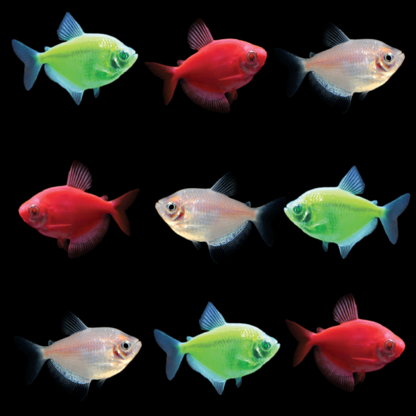 GloFish® Christmas Tetra Set (9ct)