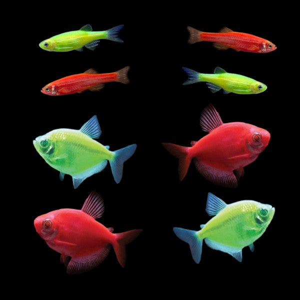 Danio and Tetra Christmas Collection