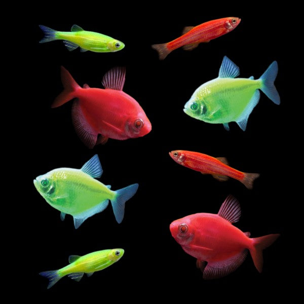 Red and Green Danios, Red and Green Tetras