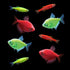 Red and Green Danios, Red and Green Tetras