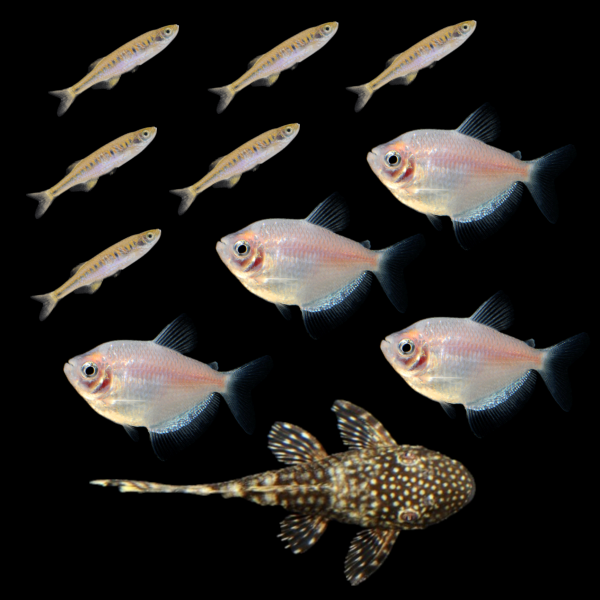 Companion Collection (11ct)