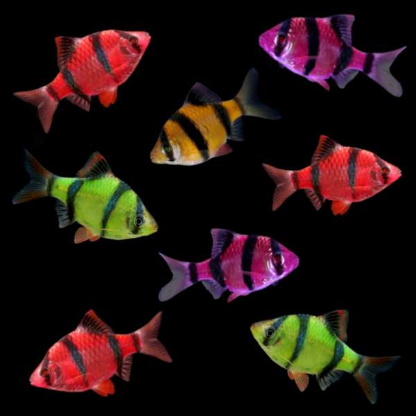 GloFish® Tiger Barb Deluxe Set (8ct) Orange