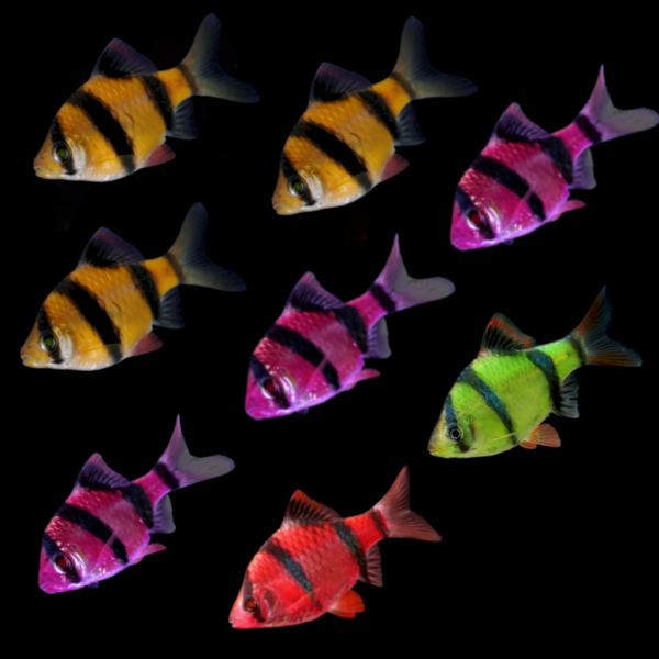 GloFish® Tiger Barb Deluxe Set (8ct) Green