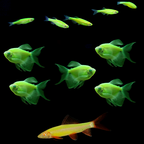 GloFish® Green Serene Set (11ct)