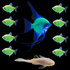 A large central GloFish® Electric Green® angelfish, eight smaller neon green GloFish® skirt tetras around it, and one albino catfish at the bottom.