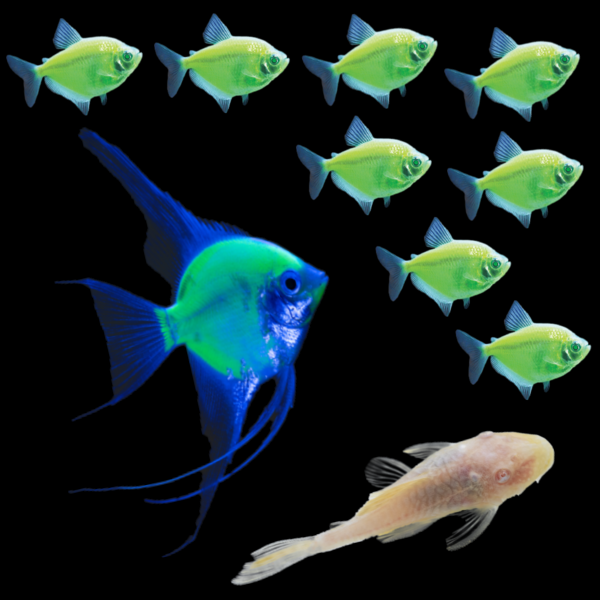 A set of aquarium fish against a solid black background, featuring a GloFish® Electric Green® angelfish, eight neon green tetras, and one albino pleco.