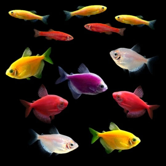 GloFish® Fall Collection