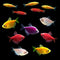 GloFish® Fall Collection