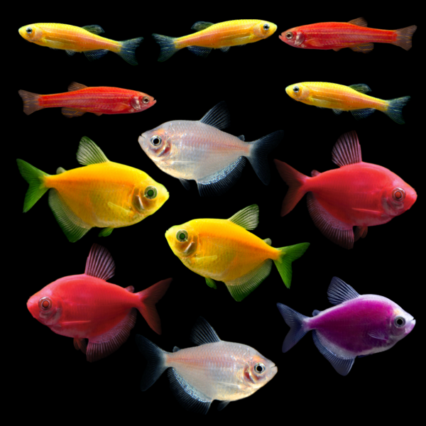 GloFish® Fall Collection (11 ct)