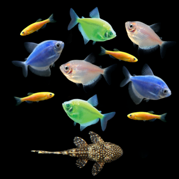 GloFish® Father's Day Set (11ct) Wild Type