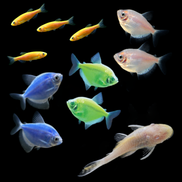 GloFish® Father's Day Set (11ct) Albino