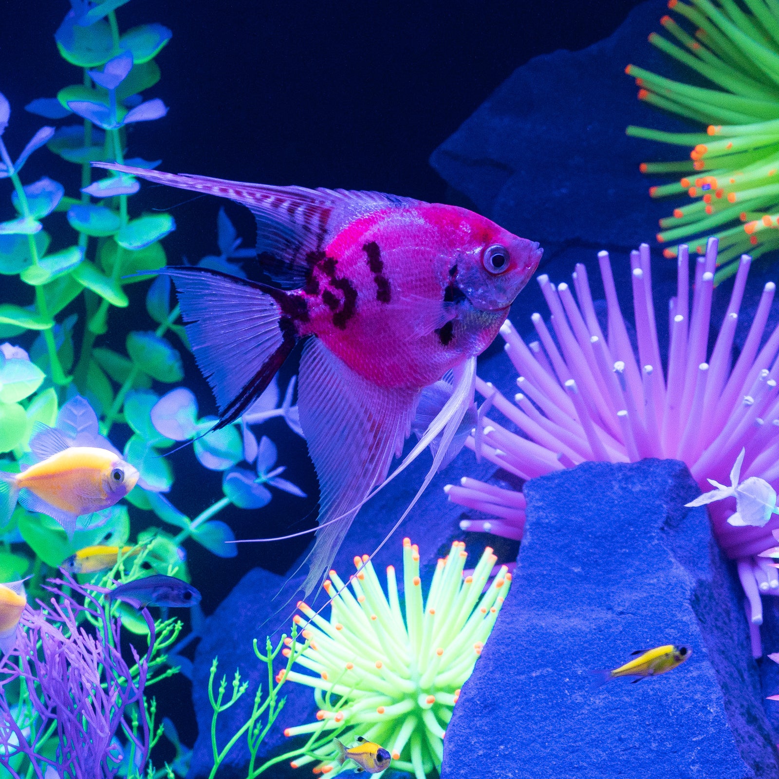 GloFish® Patterned Starfire Red® Large Angelfish (1 ct)