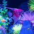 GloFish® Patterned Starfire Red® Large Angelfish (1 ct)
