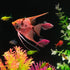 GloFish® Patterned Starfire Red® Large Angelfish (1 ct)