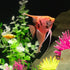 GloFish® Patterned Starfire Red® Large Angelfish (1 ct)
