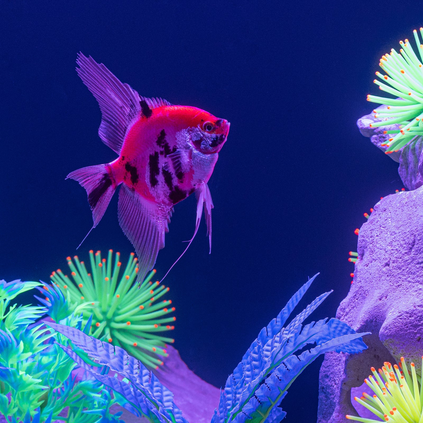 GloFish® Patterned Starfire Red® Large Angelfish (1 ct)