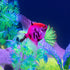 GloFish® Patterned Starfire Red® Large Angelfish (1 ct)