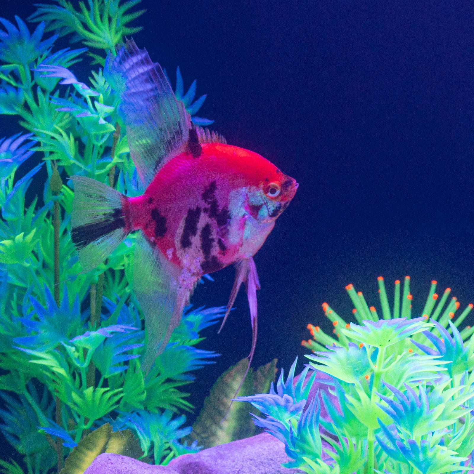 GloFish® Patterned Starfire Red® Large Angelfish (1 ct)