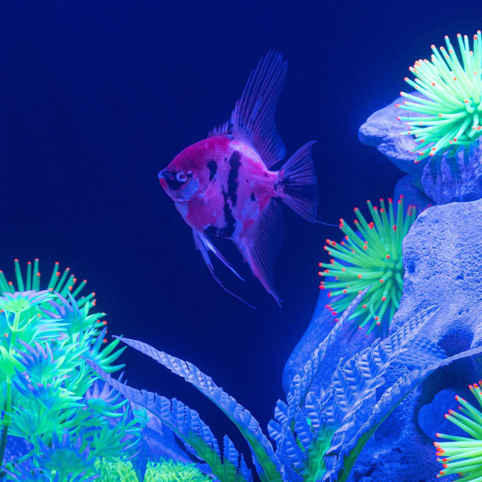 GloFish® Patterned Starfire Red® Large Angelfish (1 ct)