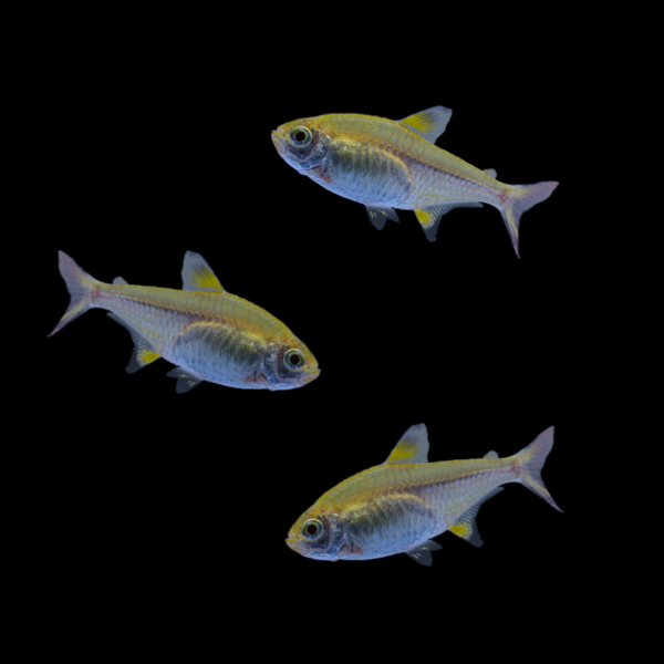 Gold Pristella Tetra