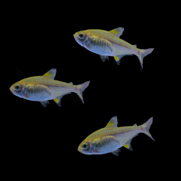 Gold Pristella Tetra Left