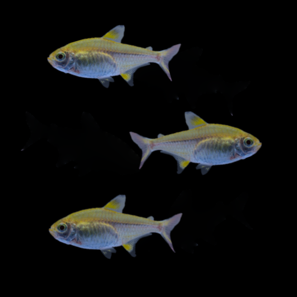 Gold Pristella Tetra Left