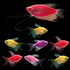 A Starfire Red® GloFish® Pearl Gourami swims left above seven assorted GloFish® Long-Fin Skirt Tetras