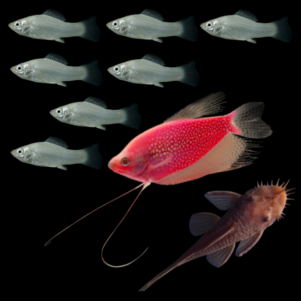 A Starfire Red® GloFish® Pearl Gourami swims between six silver mollies above and one rusty red pleco below