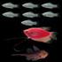 A Starfire Red® GloFish® Pearl Gourami swims between six silver mollies above and one rusty red pleco below swims right opposite the others