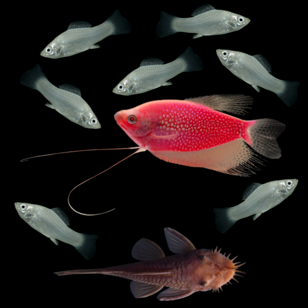 GloFish® Pearl Gourami encircled by silver mollies and rusty red pleco