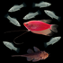 GloFish® Pearl Gourami encircled by silver mollies and rusty red pleco