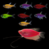 One Starfire Red® GloFish® Pearl Gourami below seven assorted GloFish® Pristella Tetras, all swimming left