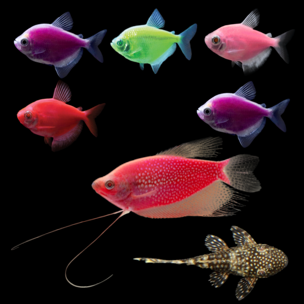 Six assorted GloFish® Skirt Tetras swim above a Starfire Red® GloFish® Pearl Gourami, with a bushy nose pleco companion below