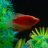 GloFish® Starfire Red® Pearl Gourami (1 ct)