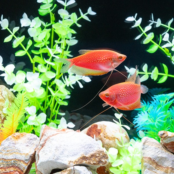GloFish® Starfire Red® Pearl Gourami (1 ct)