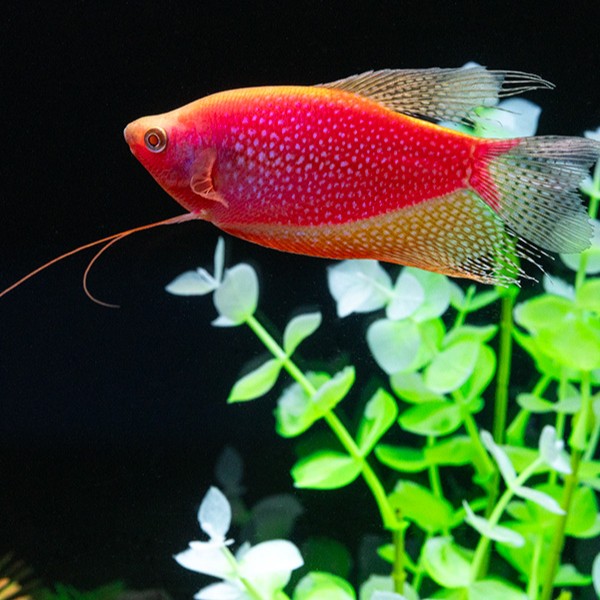 GloFish® Starfire Red® Pearl Gourami (1 ct)