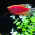 GloFish® Starfire Red® Pearl Gourami (1 ct)