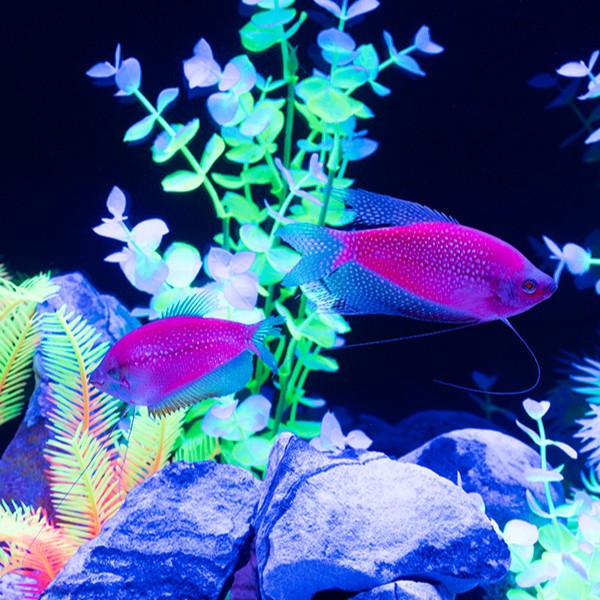 GloFish® Starfire Red® Pearl Gourami (1 ct)
