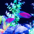 GloFish® Starfire Red® Pearl Gourami (1 ct)