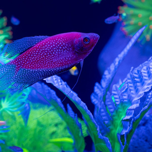 GloFish® Starfire Red® Pearl Gourami (1 ct)