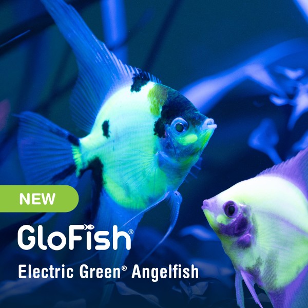 GloFish® Electric Green® Angelfish (1 ct)