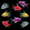GloFish® Long-Fin Leafy Collection (8 ct)