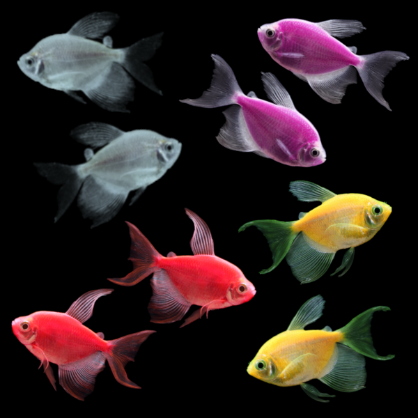 GloFish® Long-Fin Leafy Collection (8 ct)